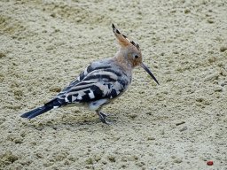 Tiergarten Schönbrunn am 23.03.2023